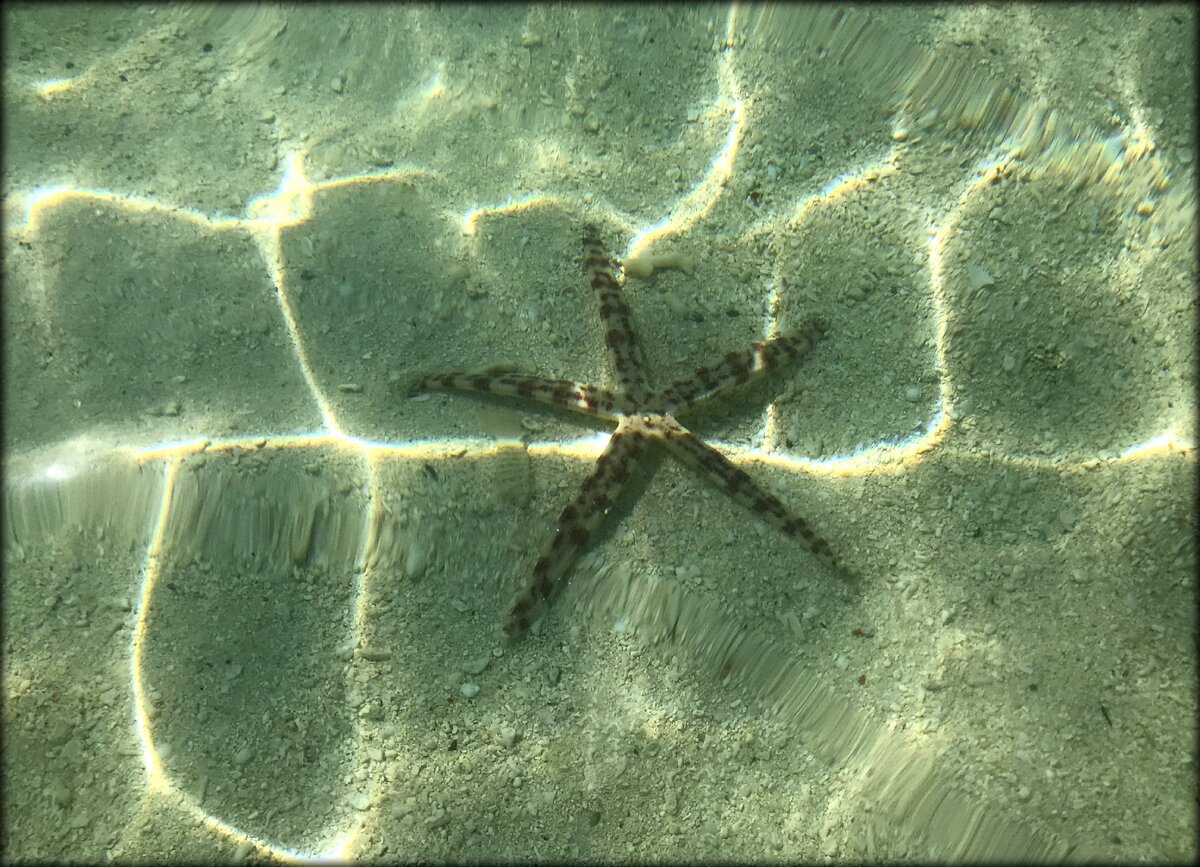 Star island. Занзибар морские звезды. Змеиный остров Занзибар. Морские звезды в море на Занзибаре. Морской еж Занзибар.