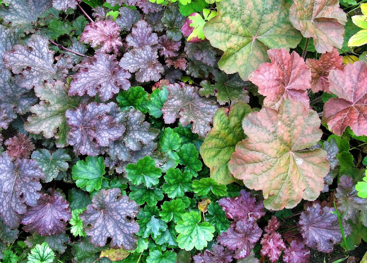 Гейхера спб. Гейхера Кассис. Cassis/ Кассис гейхера. Гейхера (Heuchera) "Миднайт Роуз". Гейхера гибридная Кассис.