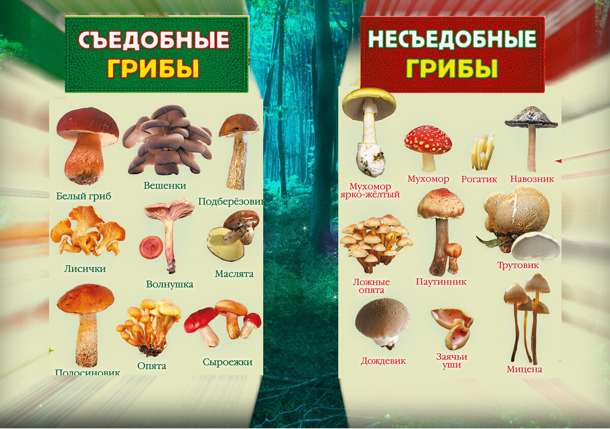 Несъедобные лесные грибы 2. Съедобные грибы и несъедобные грибы. Таблица съедобных и несъедобных грибов. Несъедобные пластинчатые грибы. Таблица съеднвх и не сьедобных грибов.