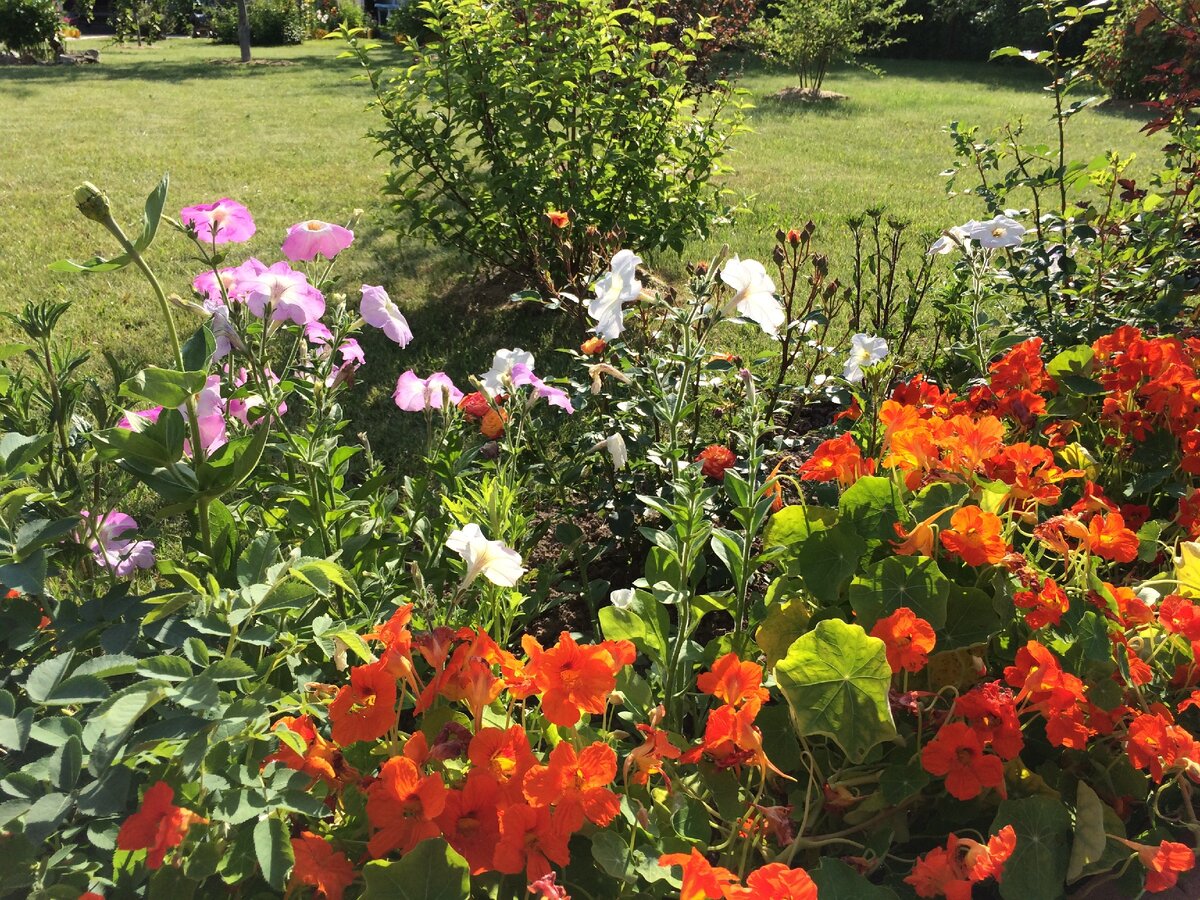Настурция в цветнике с другими цветами... Фото автора