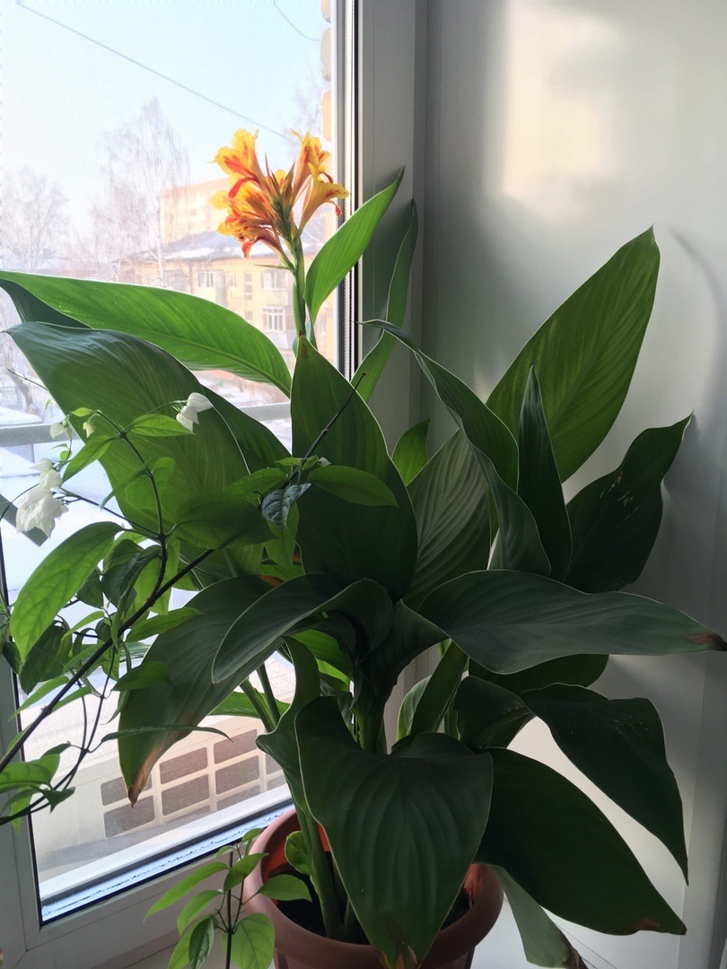 Канна - крупное растение