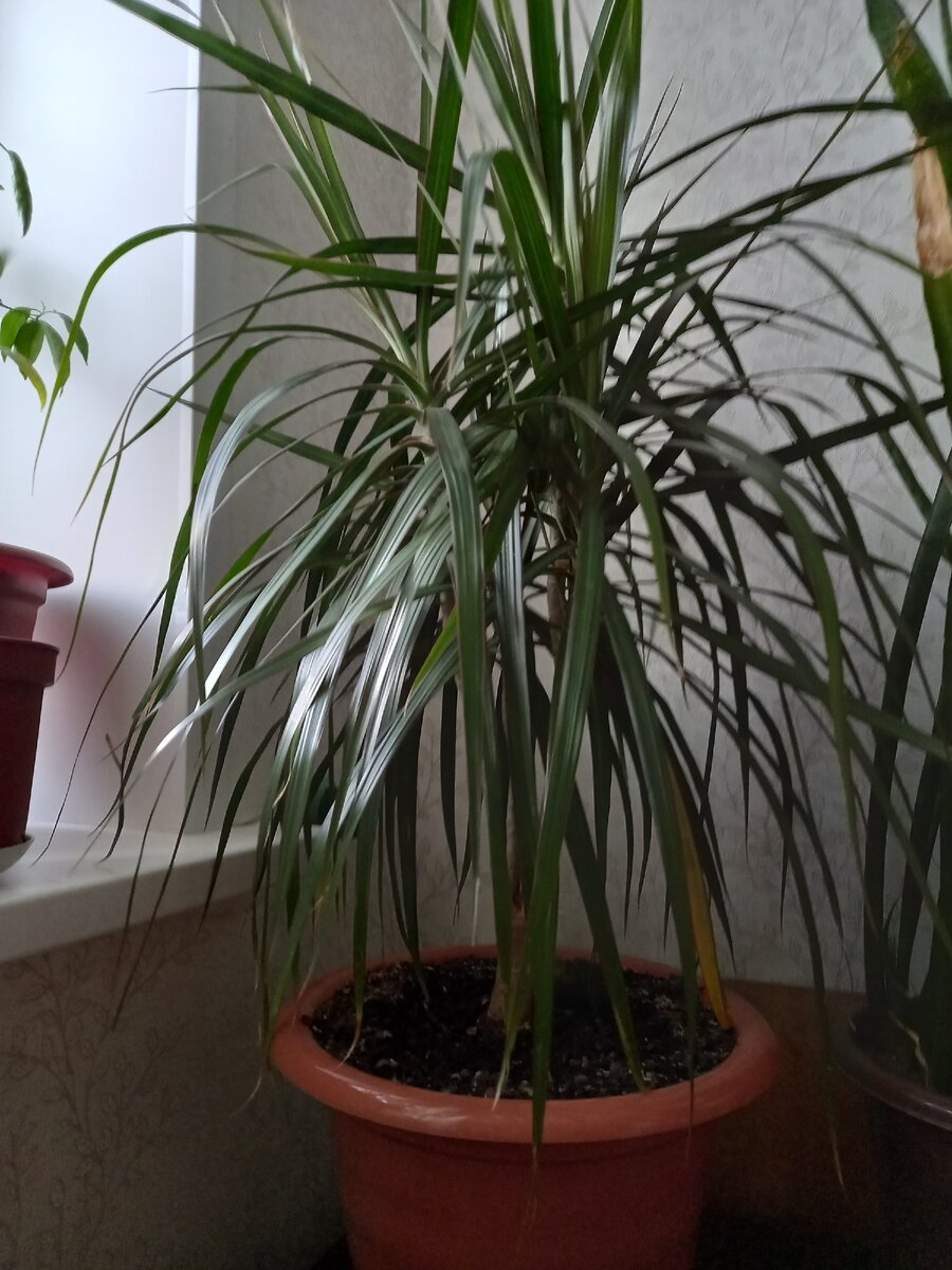 Моя пышная красавица