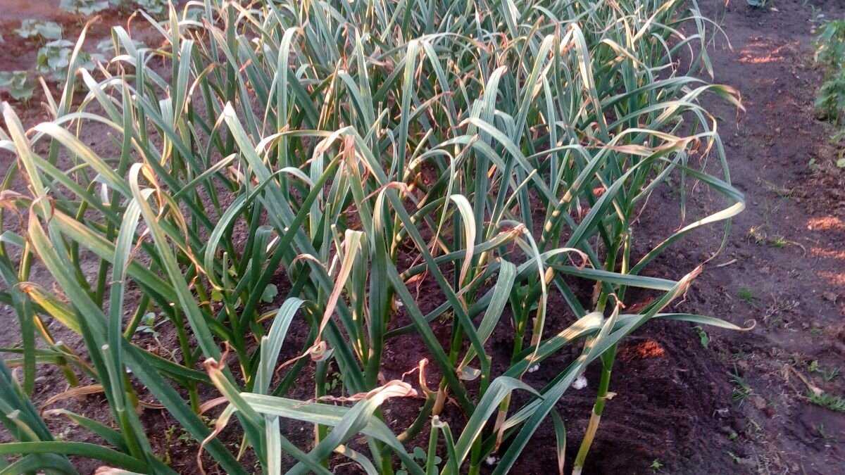 Желтые кончики у листьев чеснока. Фото автора 