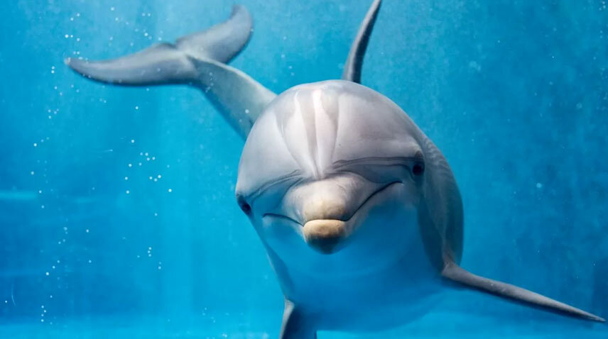 Дельфин ч буду жить. АНИМАТРОНИК Дельфин. Пять дельфинов и самка видео.
