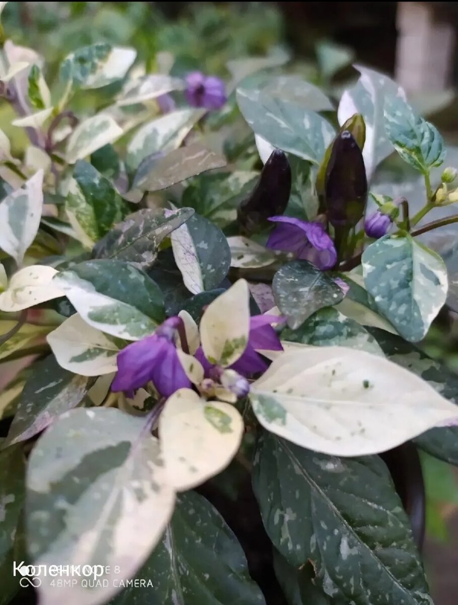 Острый перец Коленкор