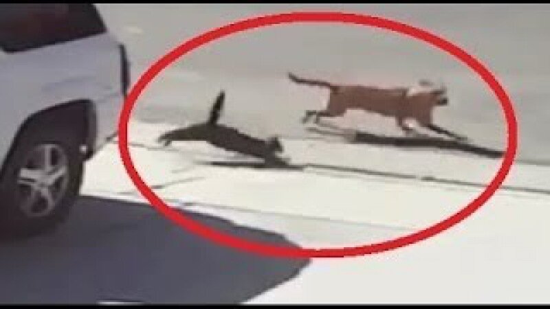 Собака спасла кошку. Кошка спасла ребенка от собаки. Кот спас ребенка от собаки. Героические поступки животных. Собака спасает кошку из воды.