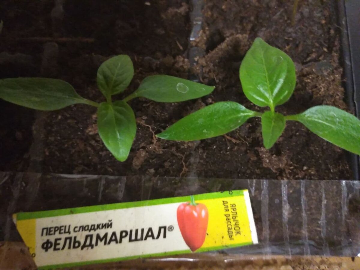 Мои перцы до перевалки