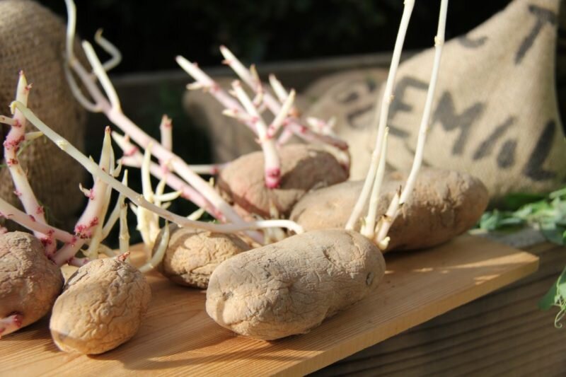 Не выбрасывайте ростки от картошки