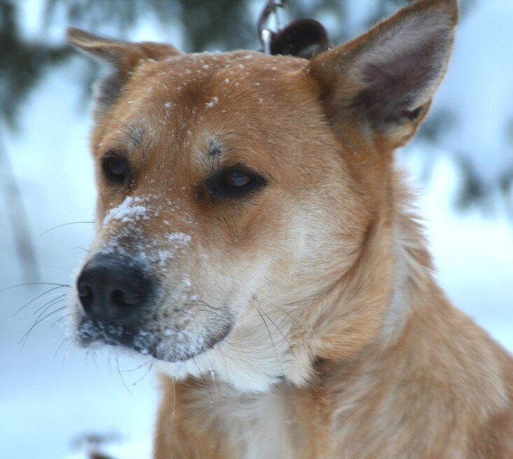 Пока Боня жила в приюте, ее считали символом Ковчега, про нее помнят и скучают по ней.       