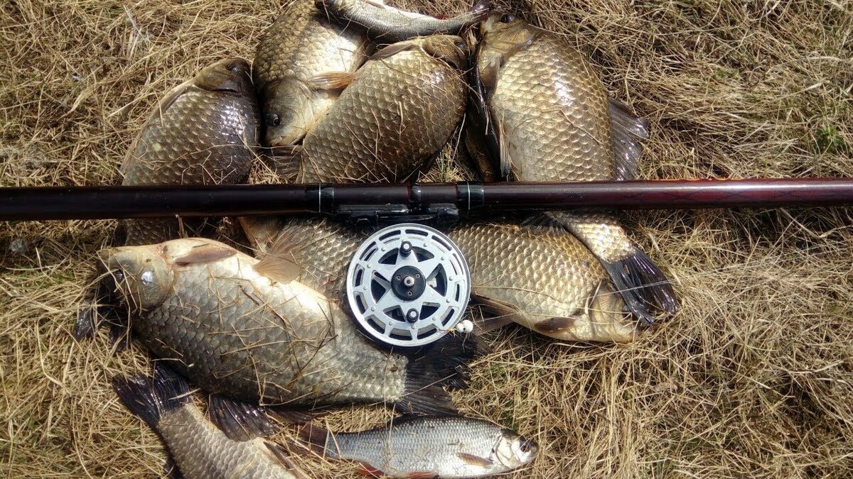 В правилах рыболовства закреплена суточная норма вылова, но нет нормы вывоза с водоема. Фото из открытых источников " Яндекс Картинки!