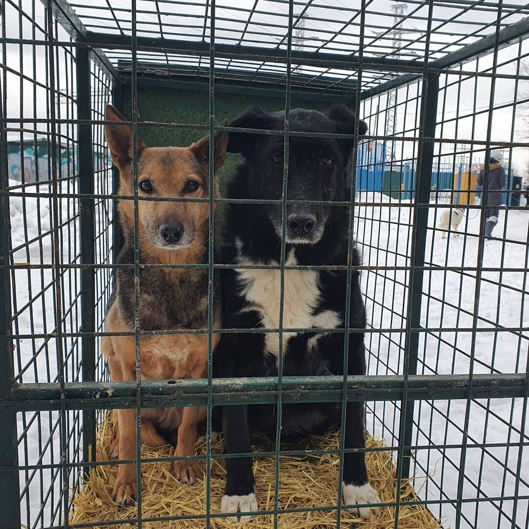 Тесса рыжая, Норт монохромный