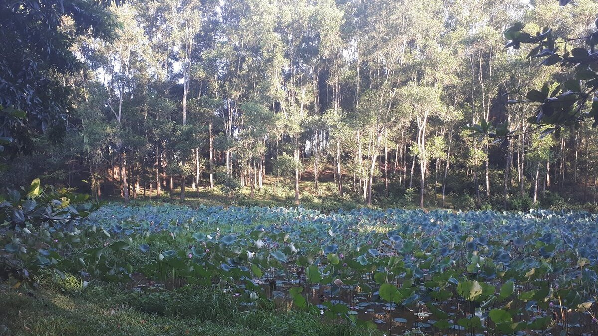 Джунгли в окрестностях Фубая. Место действия рассказа. 