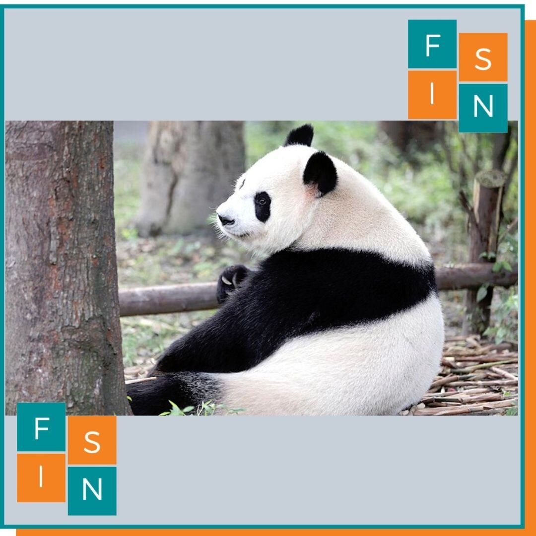 Взрослая Панда