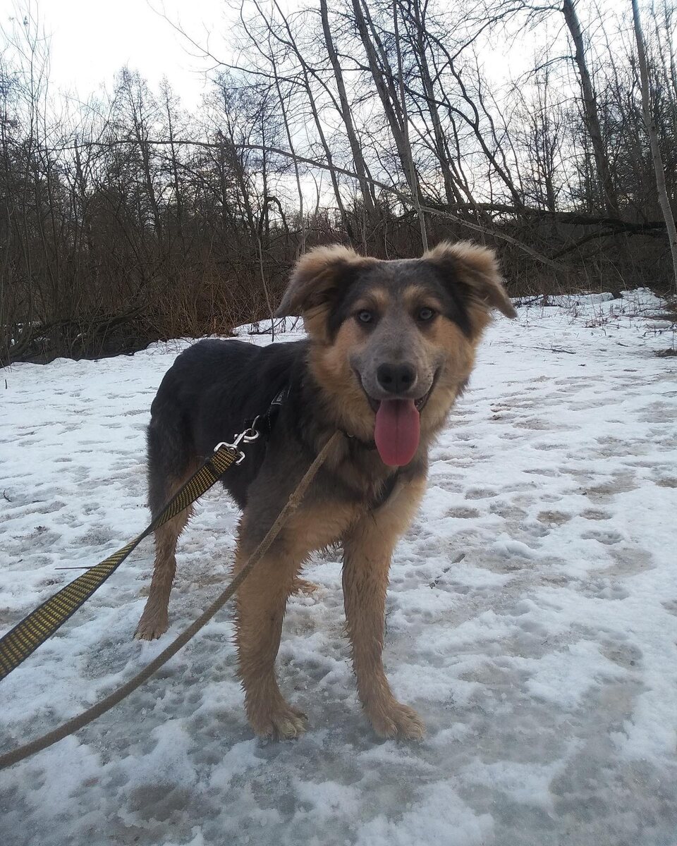 Щенок по кличке Темари ещё мал, но уже натерпелся от людей