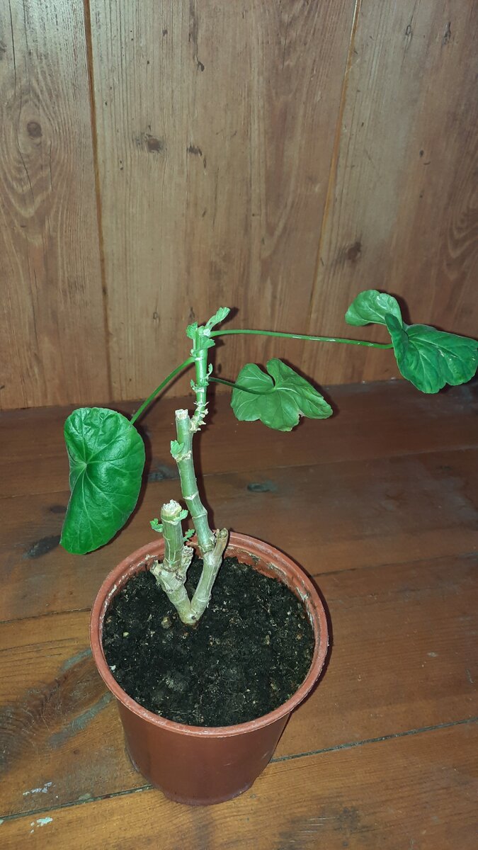 Прошло 2 недели. Фото автора