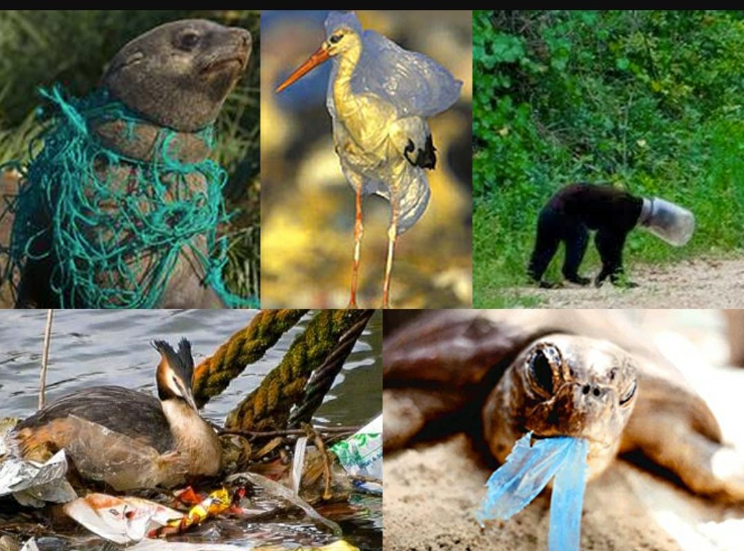 Мусор и животные...