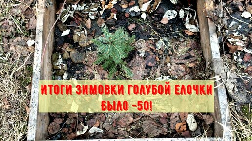 Как перенесла мороз -50 С голубая ель на участке в Сибири. Итоги зимовки