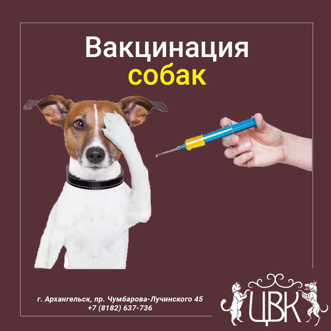 Вакцинация собак – профилактика лучше лечения 