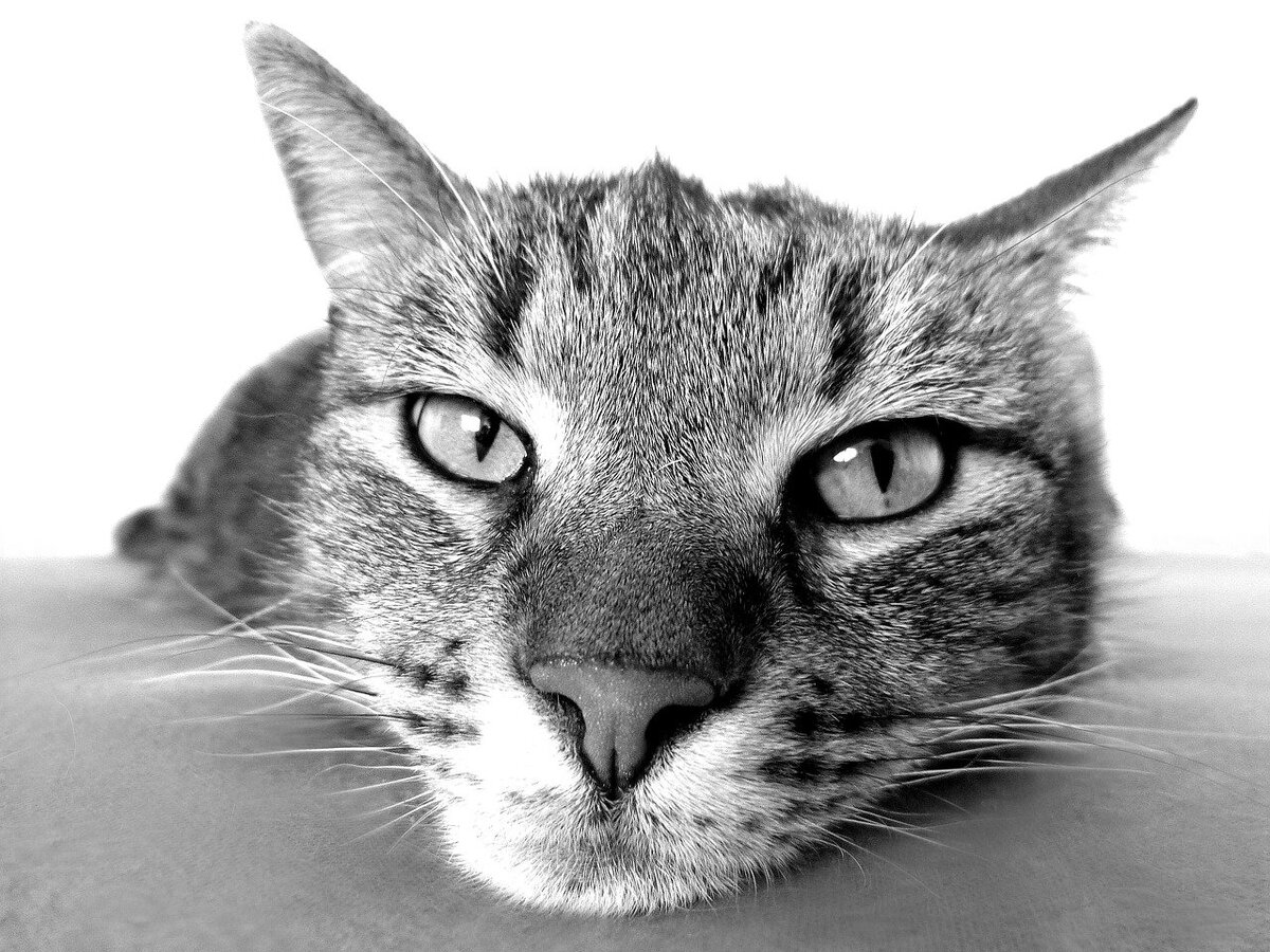 Кошка