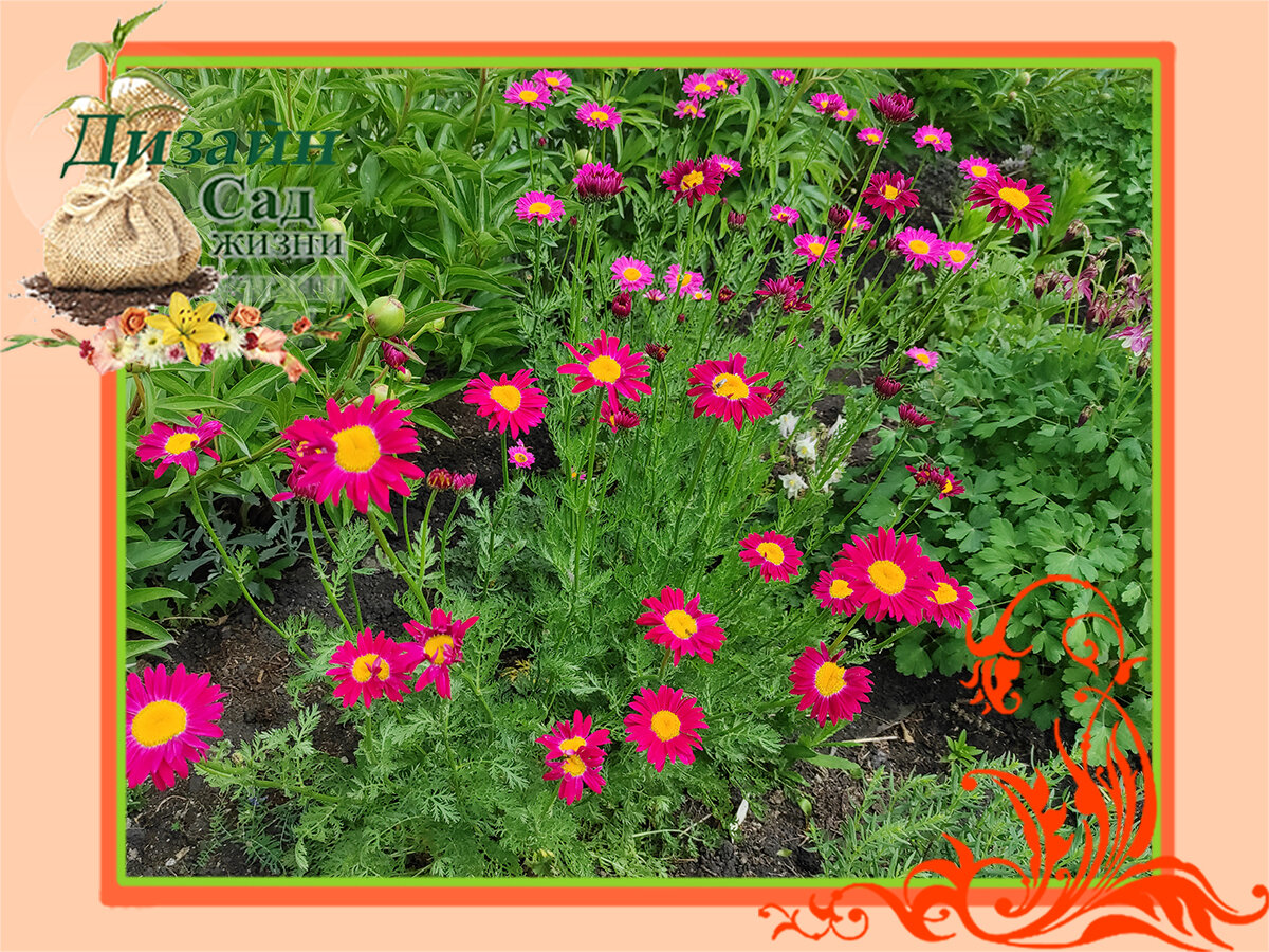 Пиретрум розовый