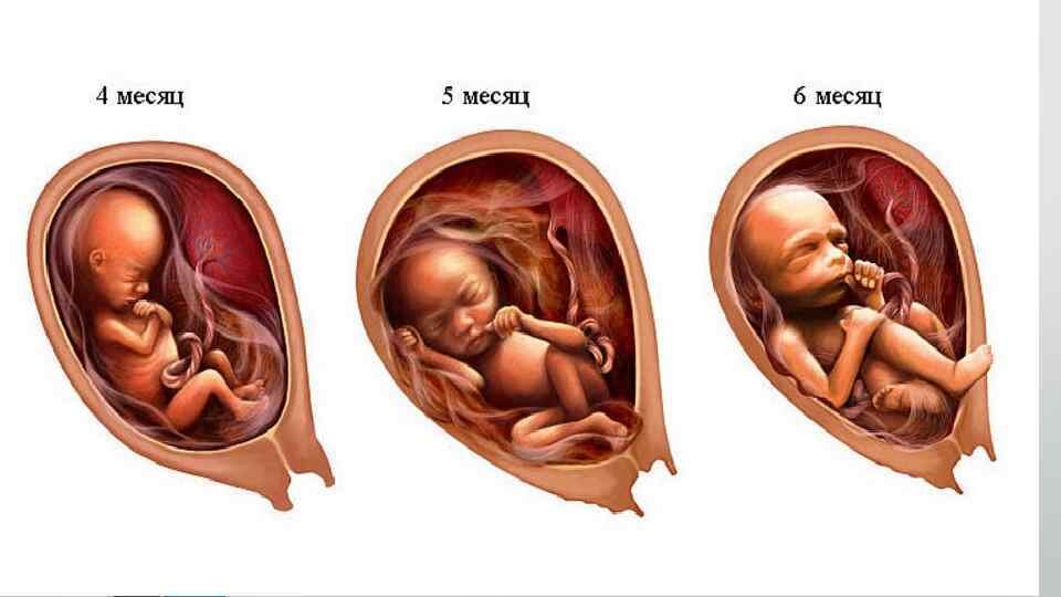 Внутриутробное развитие по неделям беременности
