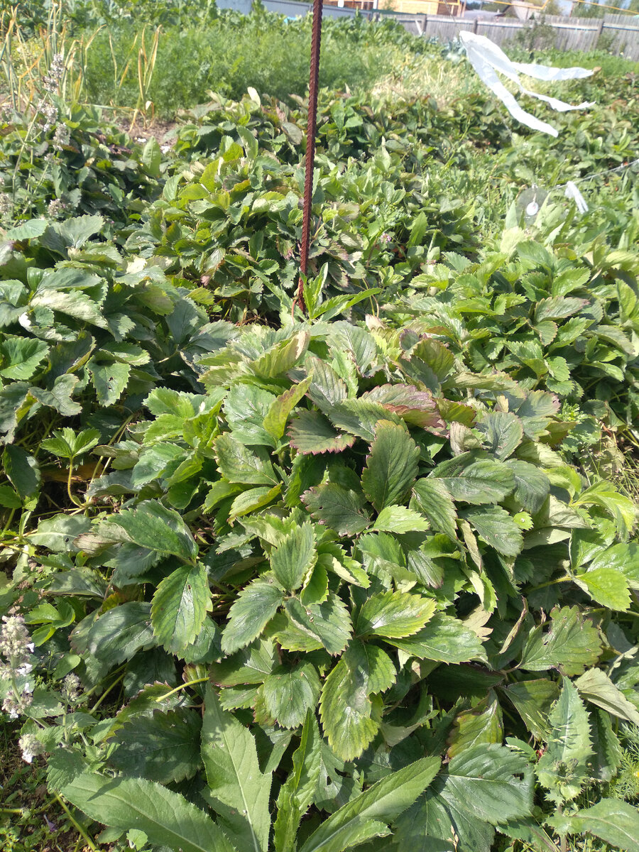 Клубника отплодоносила. что делать?