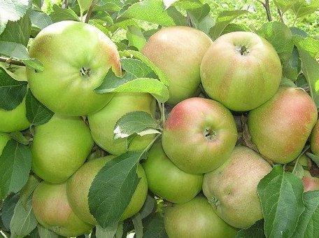 Вот вроде его фото . у мен не растет. Фото из интернета