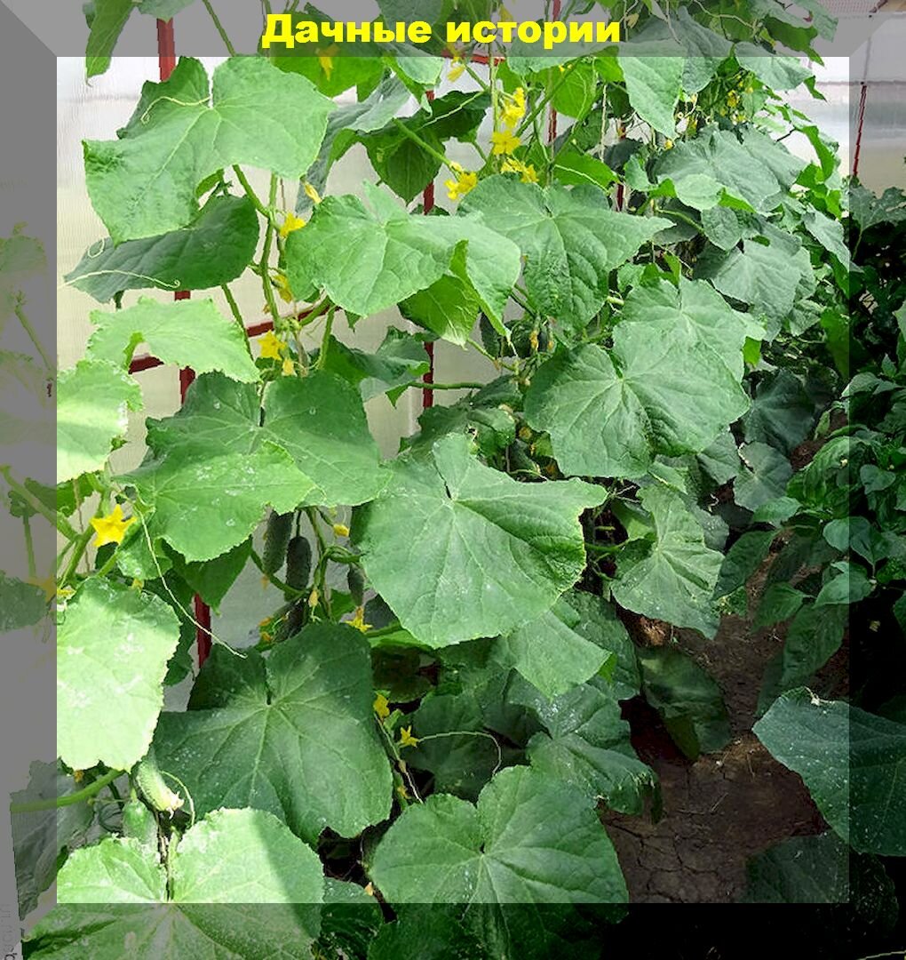 https://vk.com/photo-159774511_457248697