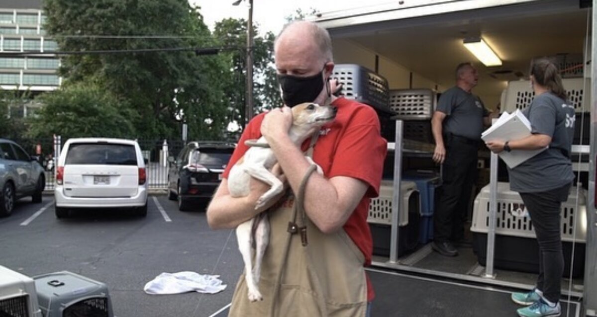 Эвакуация животных из приютов. Источник: соцсети