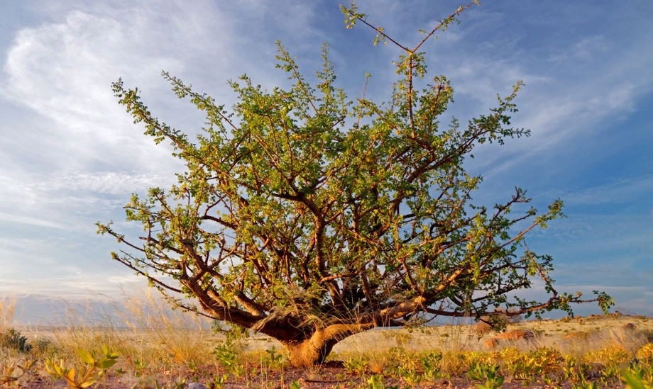 Коммифора мирровая. https://www.shop.rusmedtravel.ru/images/easyblog_articles/13/b2ap3_large_Guggul-tree.jpg