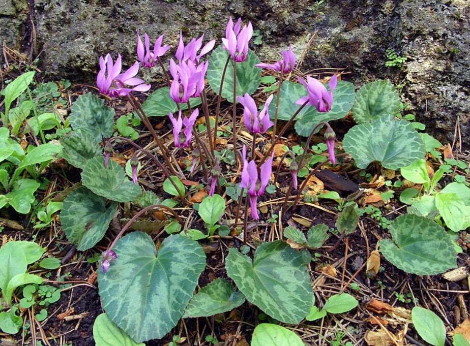 Цикламен (Cyclamen) – уход в домашних условиях