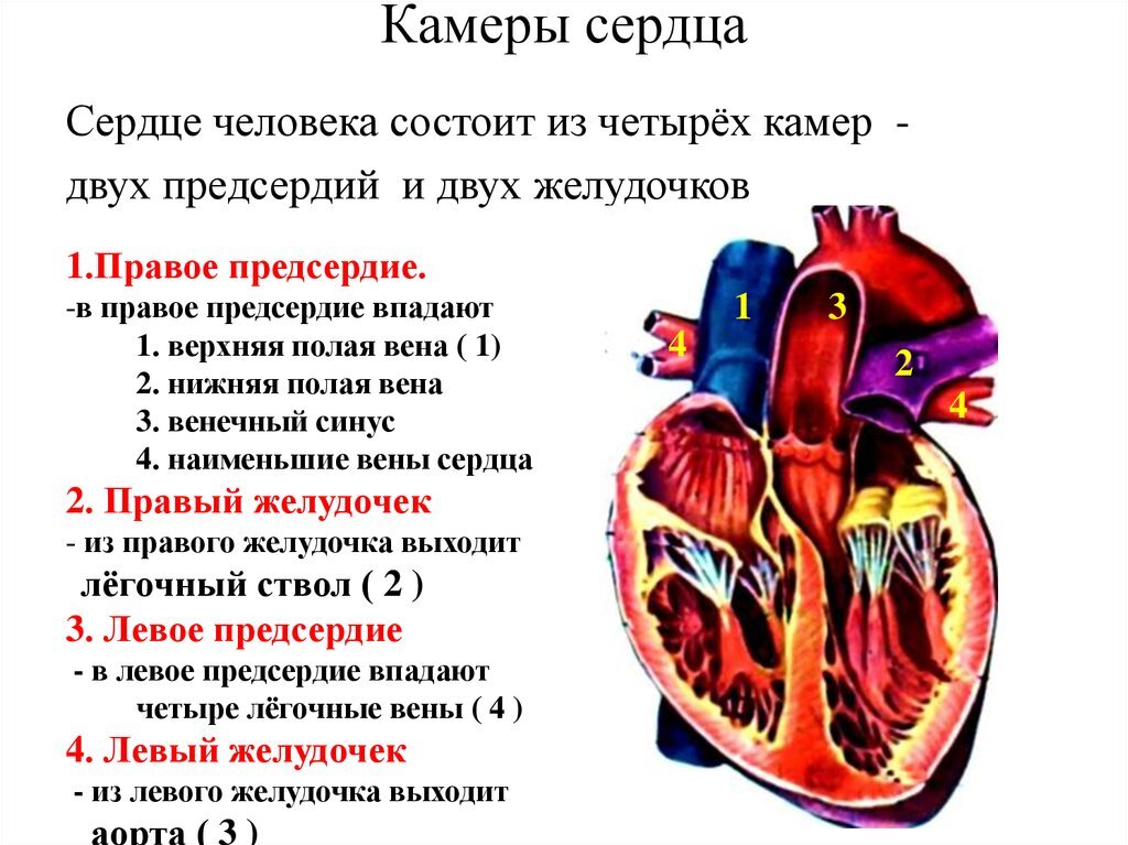 Сердце и сосуды связанные с сердцем рисунок