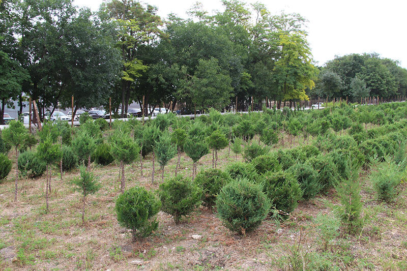 Перкальский питомник. Источник: sovhozdk.ru