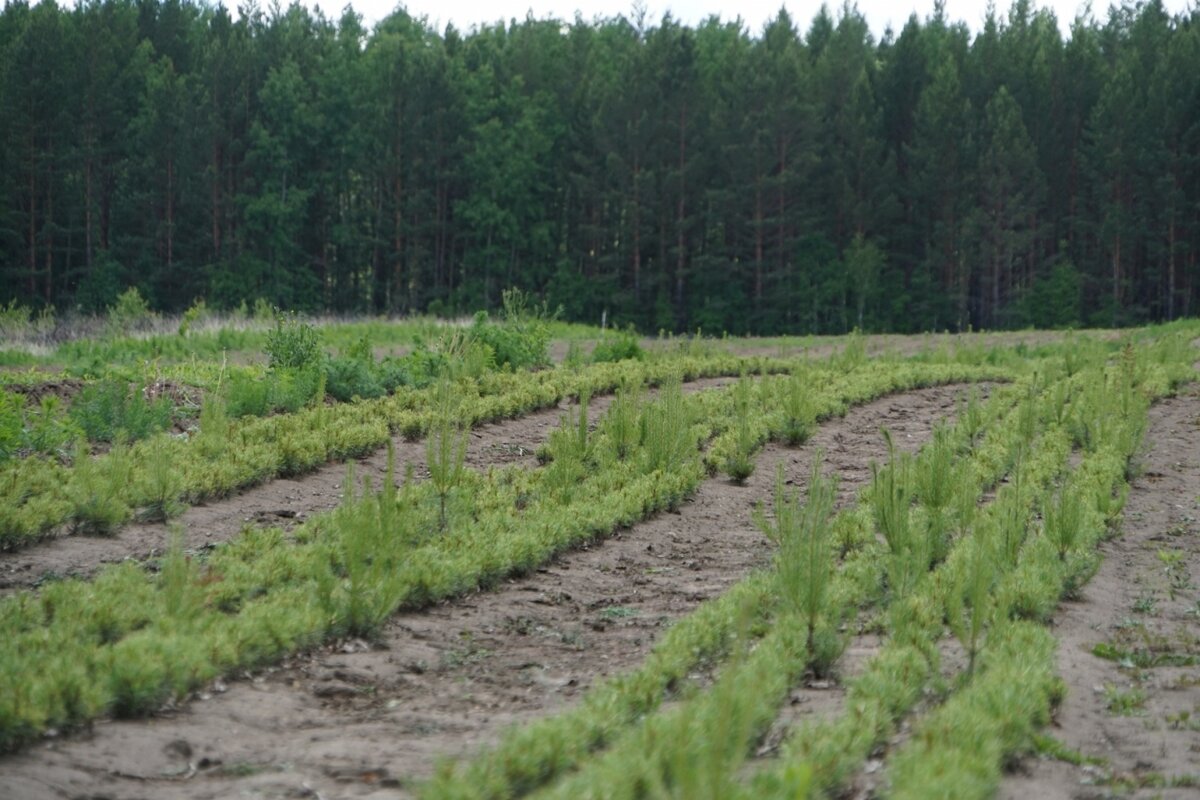 Посадка саженцев - лишь первый этап лесовосстановления