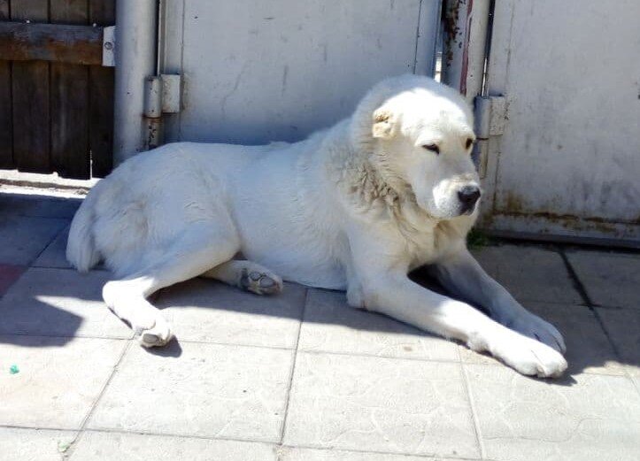 Алабай, на охране калитки