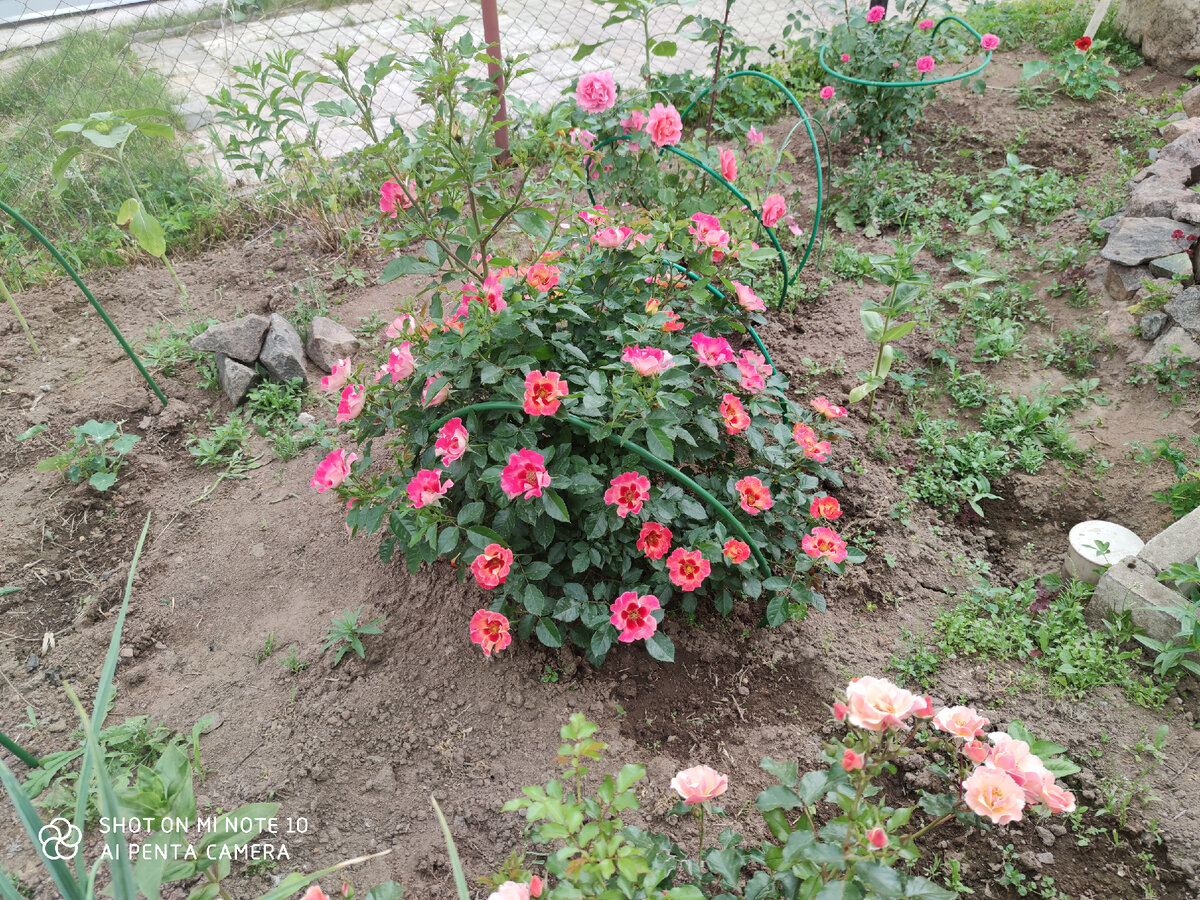 Сейшел Бабилон Айс