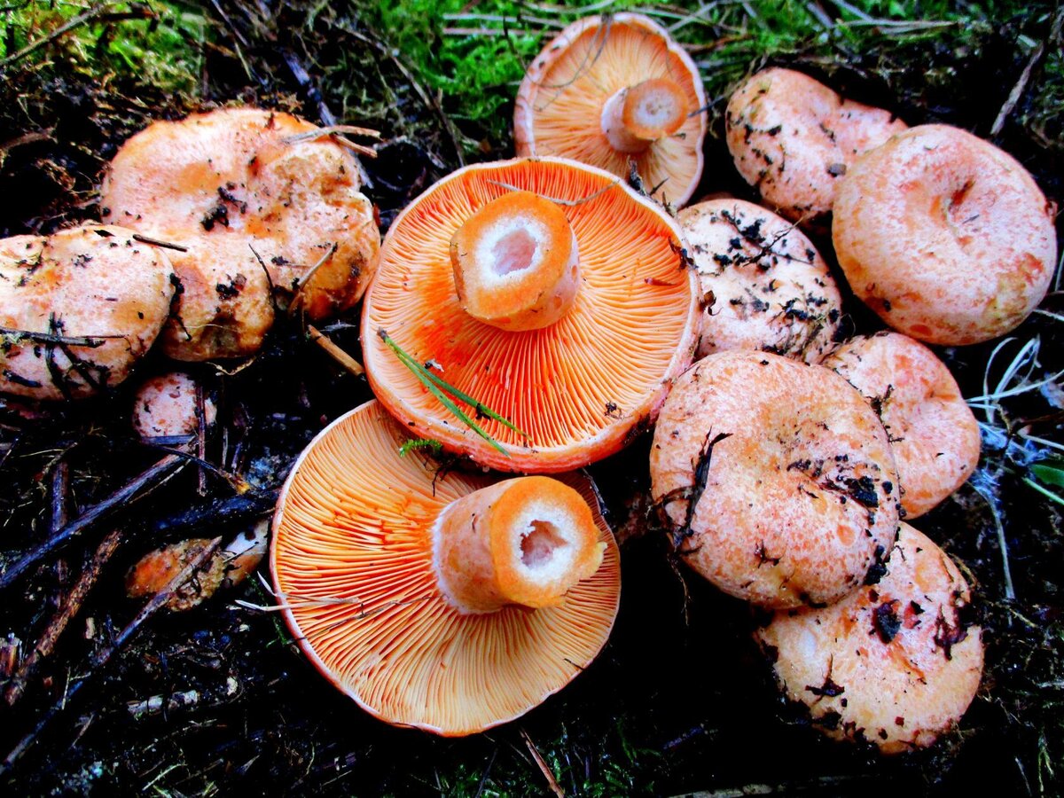 Какой гриб рыжик. Рыжик Сосновый/Боровой (Lactarius deliciosus);. Рыжики грибы. Рыжие грибы. Рыжик Боровой Сосновый.