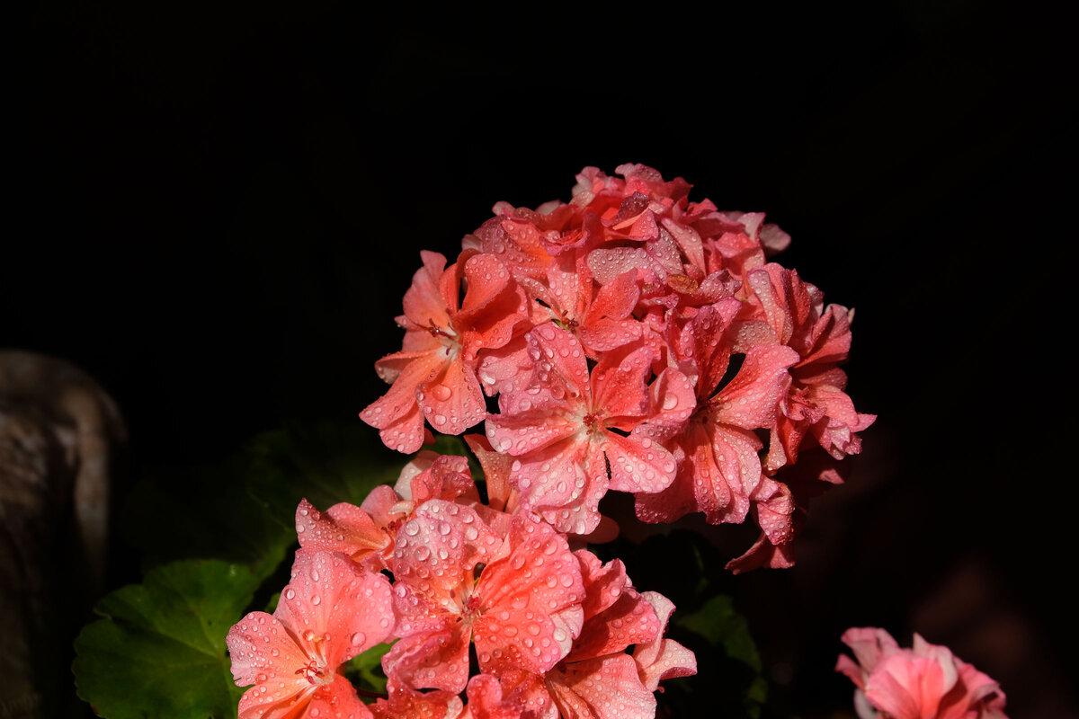 Зональная пеларгония Jägershus Falej 