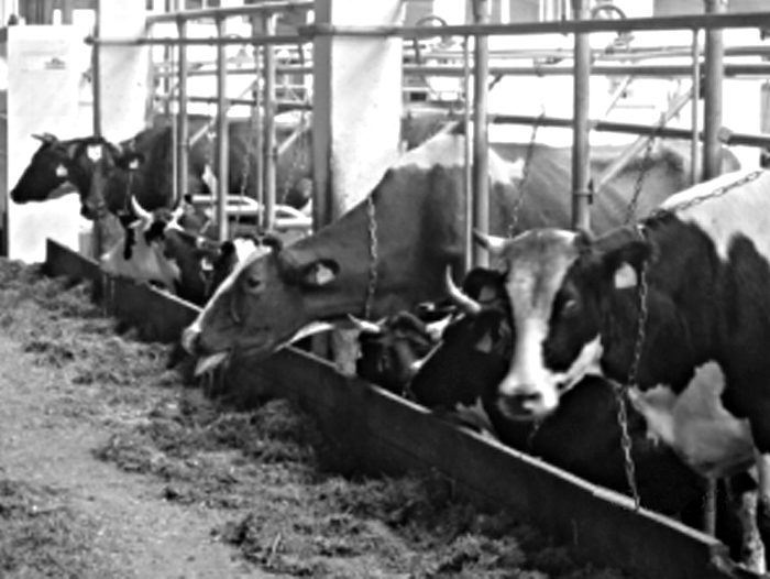 рис. 1 Тепловой шок у животного