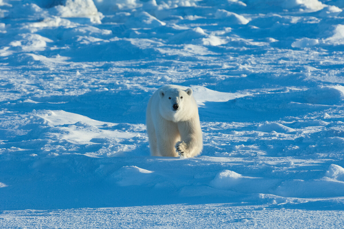 Медведь — второй по величине наземный хищник после гребнистого крокодила.