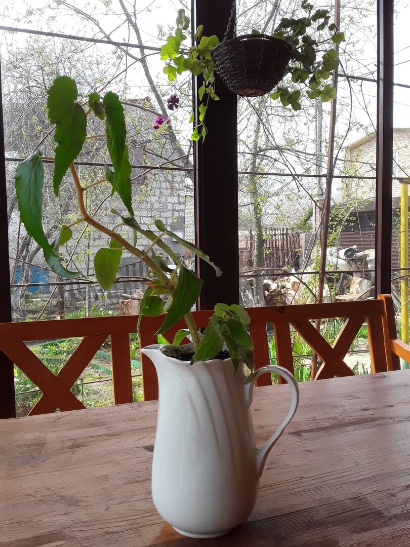 Бегония Belleconia