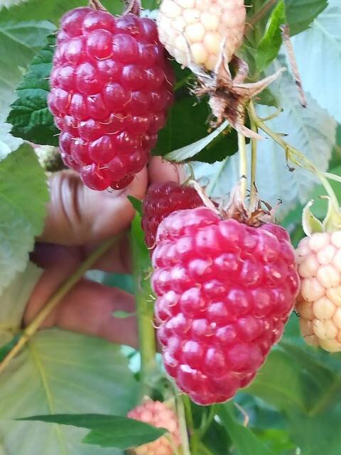 сорт Бриллиантовая