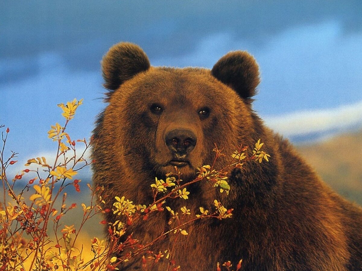Бурый медведь/ © funart.pro