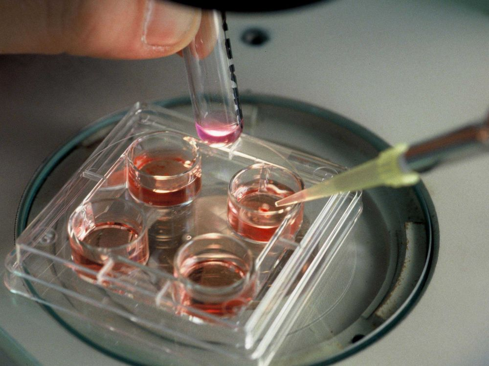 In vitro картинки