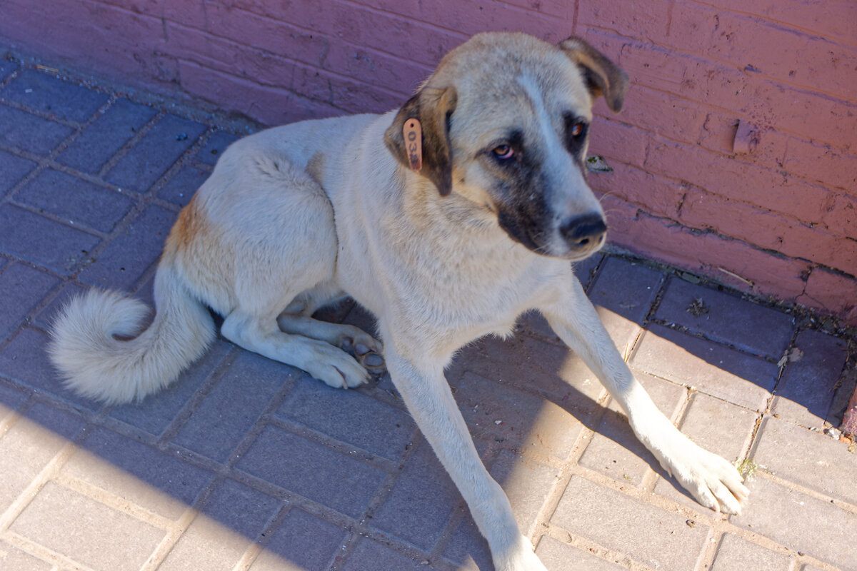 182. Местные собачки - с "сережками" в ухе, популяция под контролем!