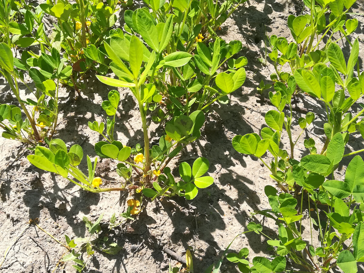 Это арахис с моего участка