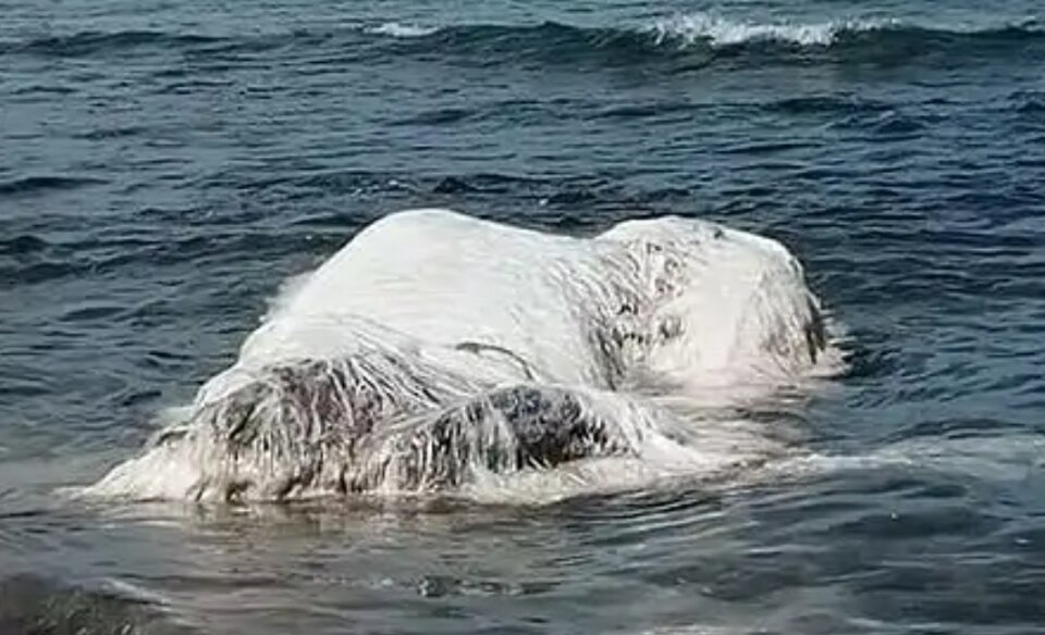 Южный морской белый медведь в одиночестве