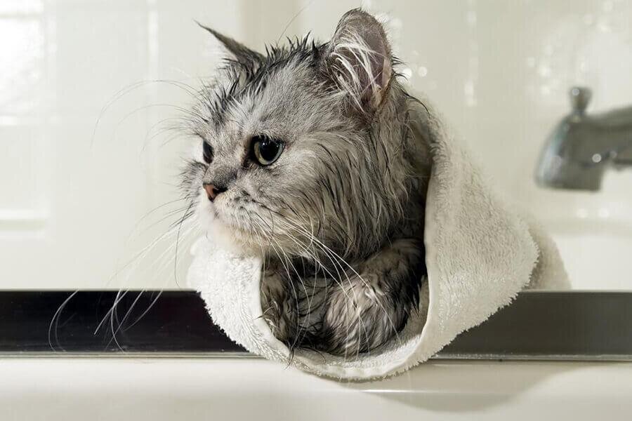Источник фото: mypetandi.com