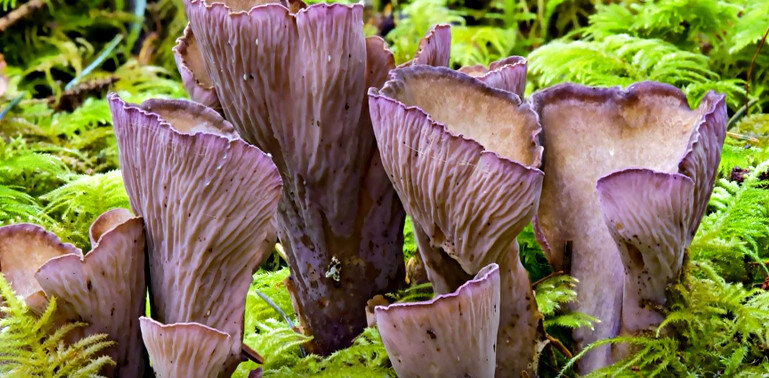 Гриб Лисичка булавовидная