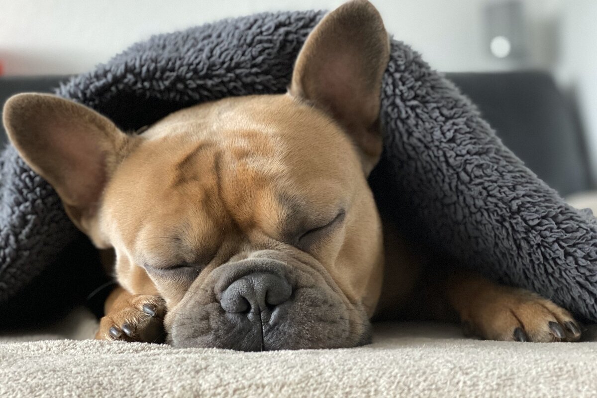     Пузом вверх или калачиком? Узнайте о здоровье собаки по позе, в которой она спит
